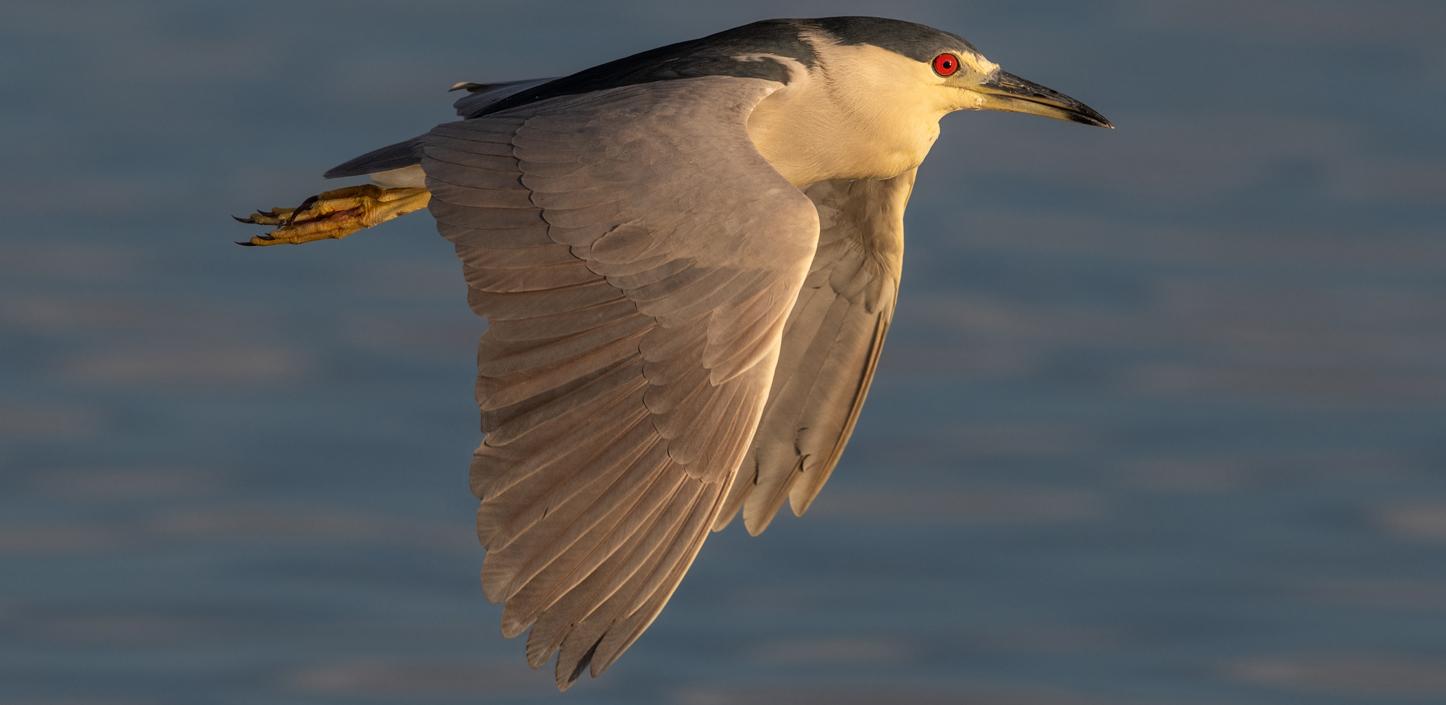 a black crowned night heron flying over water