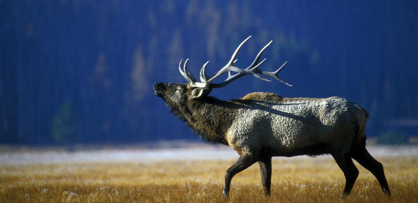 Bull elk bulging