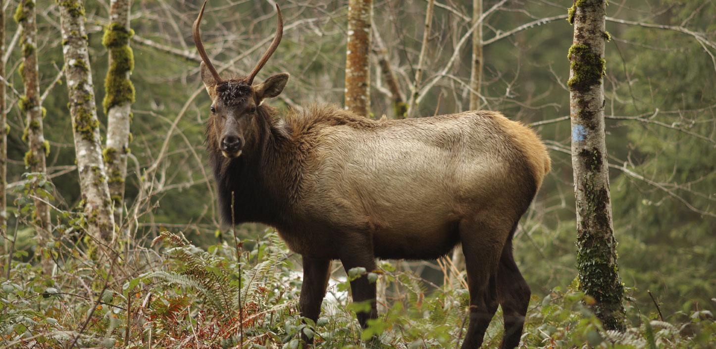 A Bull elk in the forest in Oregon