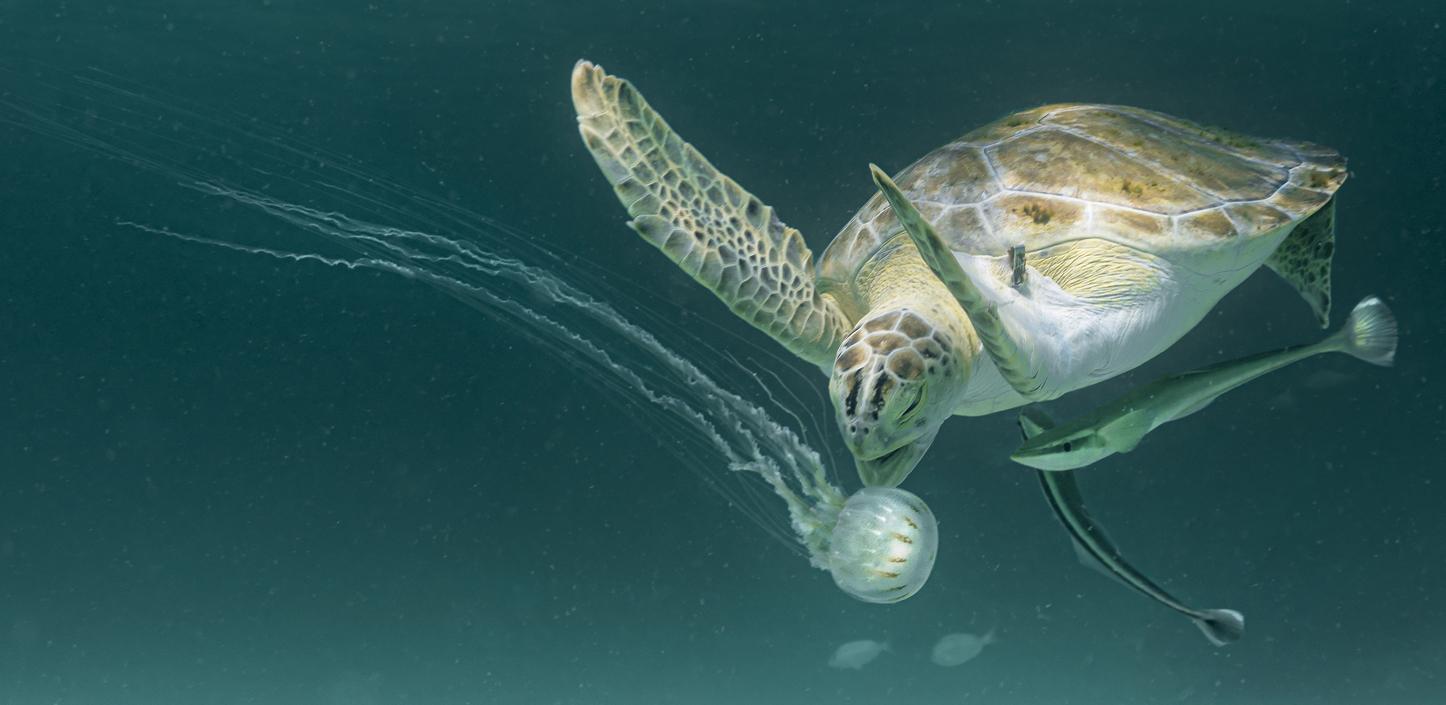 A sea turtle swimming underwater near a jellyfish