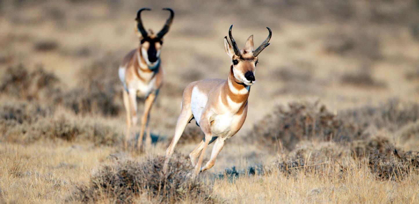 https://www.nfwf.org/sites/default/files/styles/hero_image_1446w_scale_/public/2020-04/pronghorn-wyoming-running-1446x705.jpg?itok=ZQvCd_19