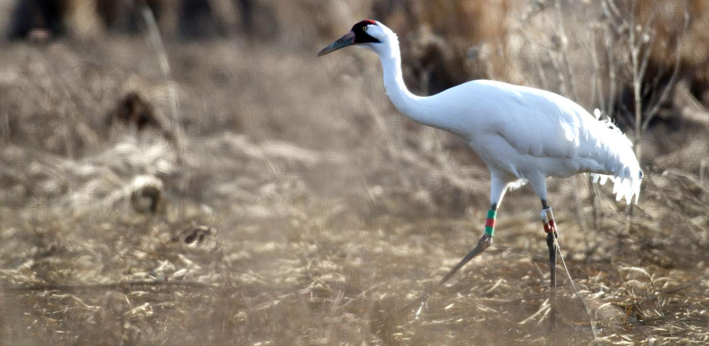 Whooping crane