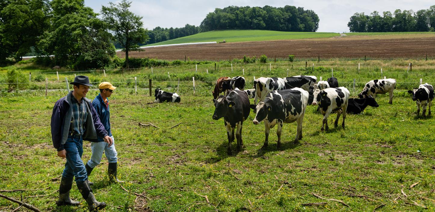 Two men walking in a farm field near several black and white cows