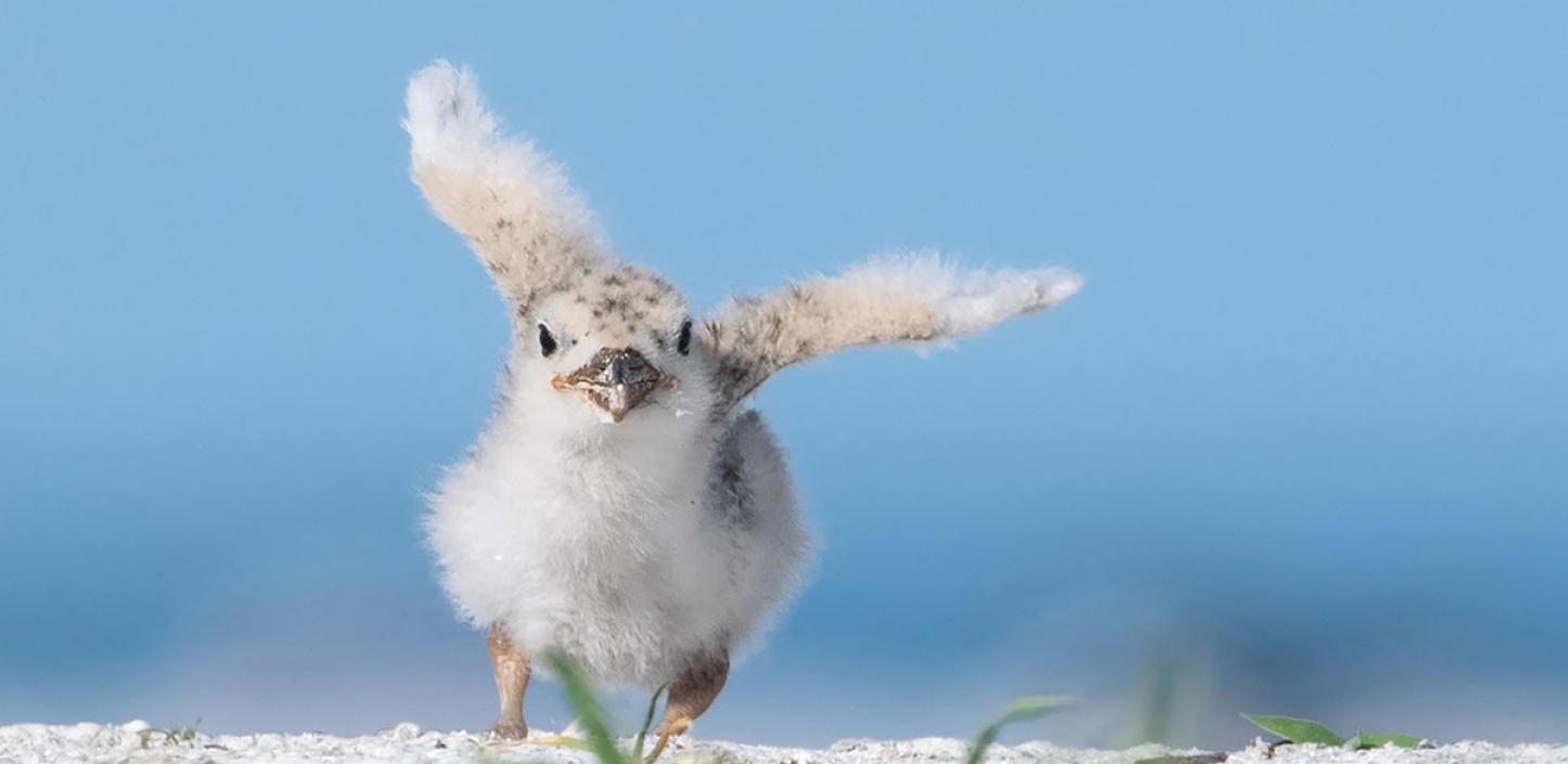 Black skimmer chick