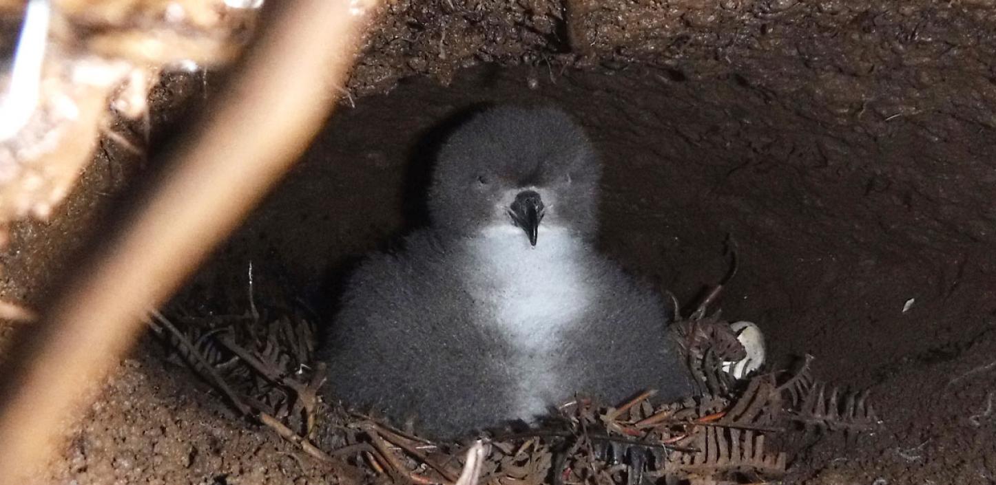 Hawaiian petrel chick