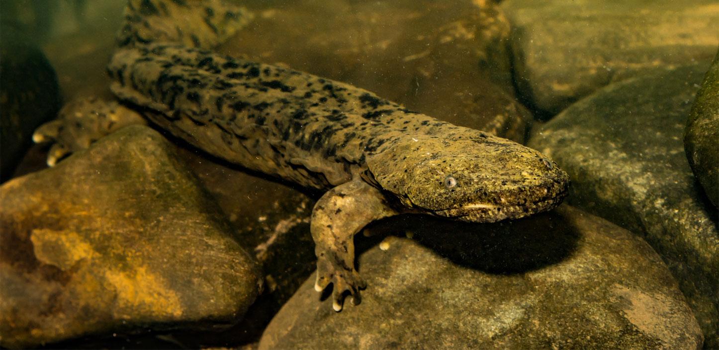 Hellbender