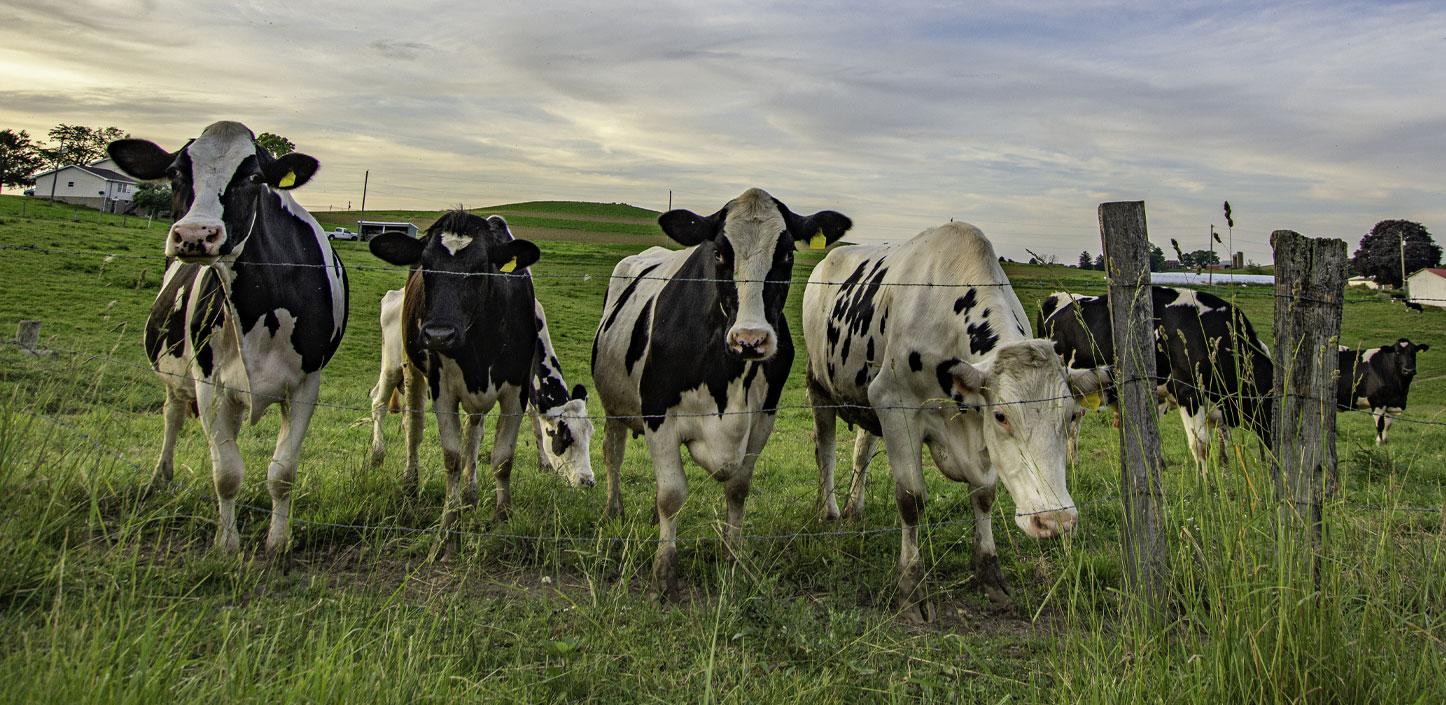 Holstein dairy cows lined up at a fence