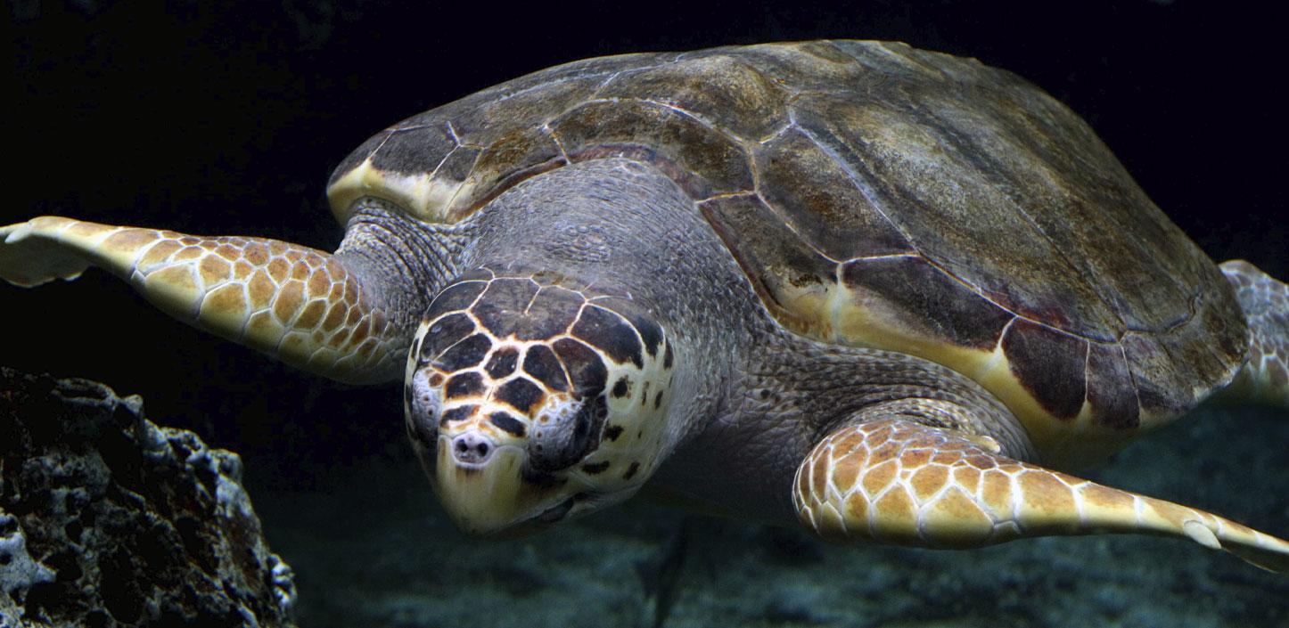 Loggerhead sea turtle underwater