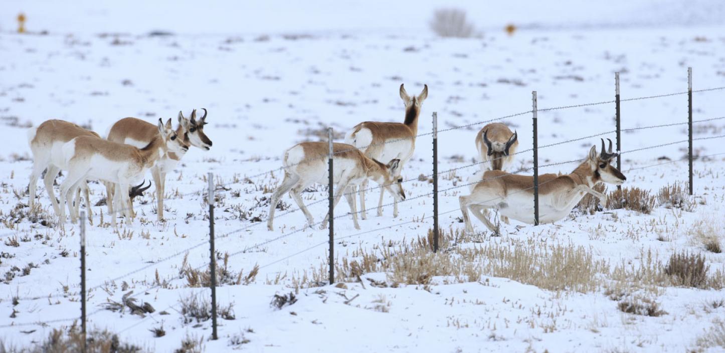 Pronghorn passing under a fence