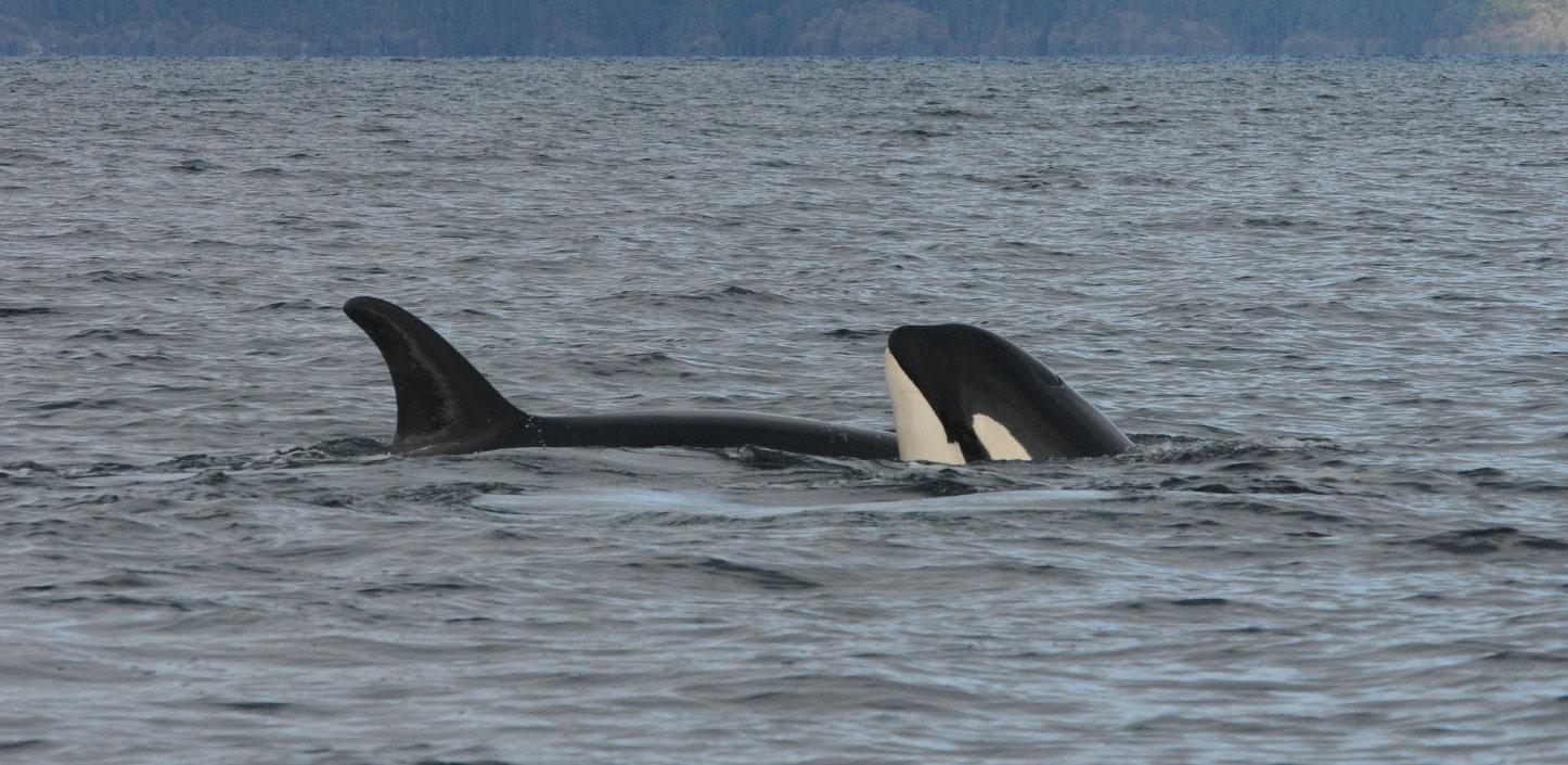 Southern resident killer whales