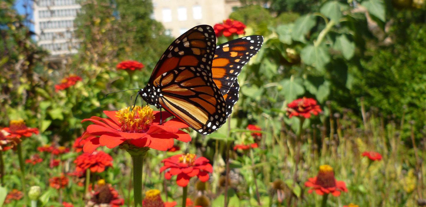 Monarch butterfly in an urban pollinator garden