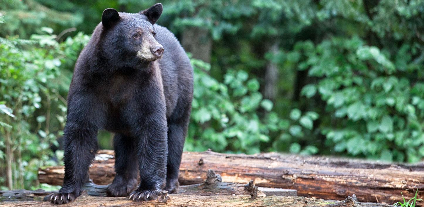 A black bear standing on a log