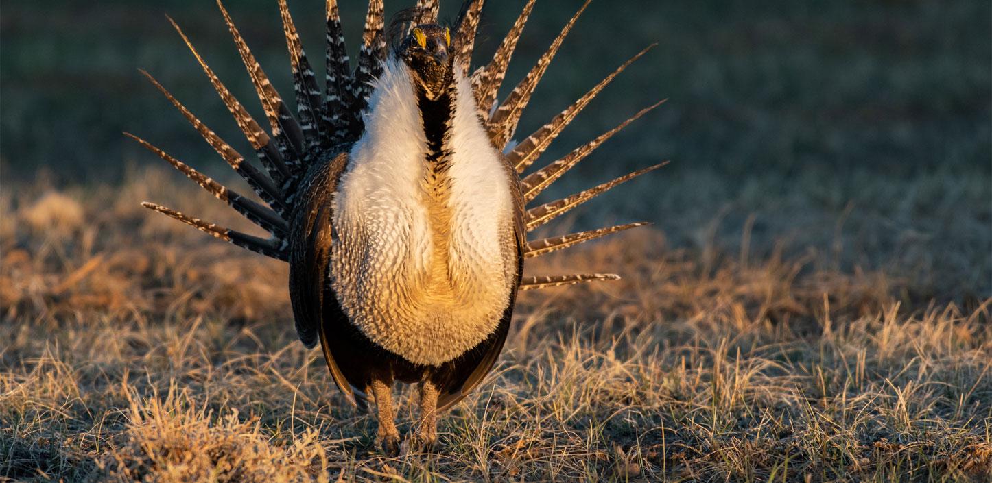 Greater sage grouse in the Northern Great Plains