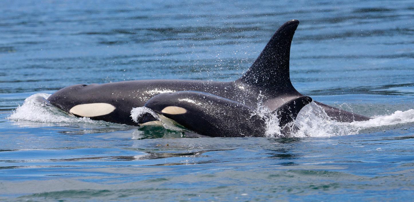 A female Southern Resident killer whale swimming with her calf