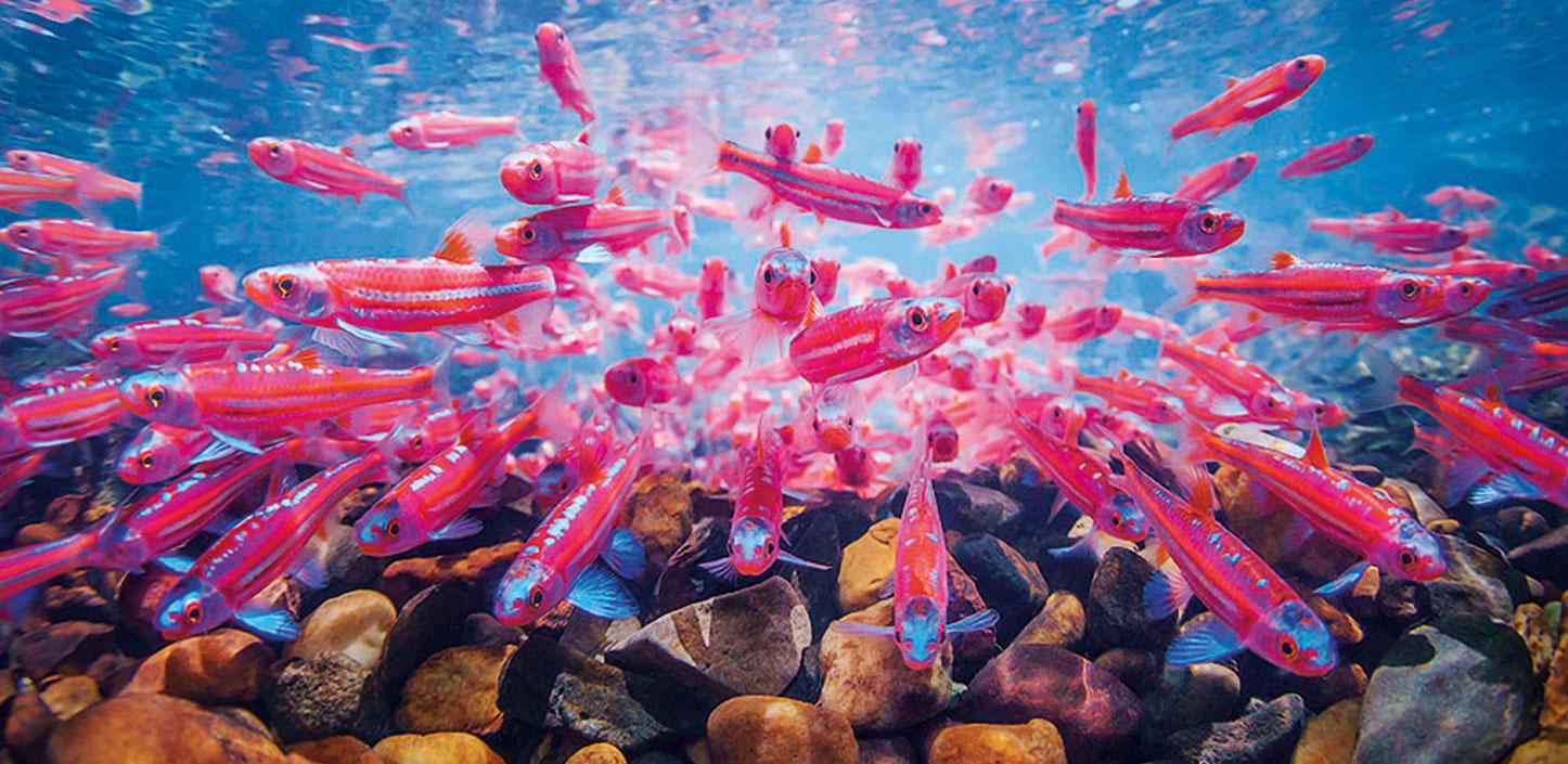 Rainbow shiners swimming underwater