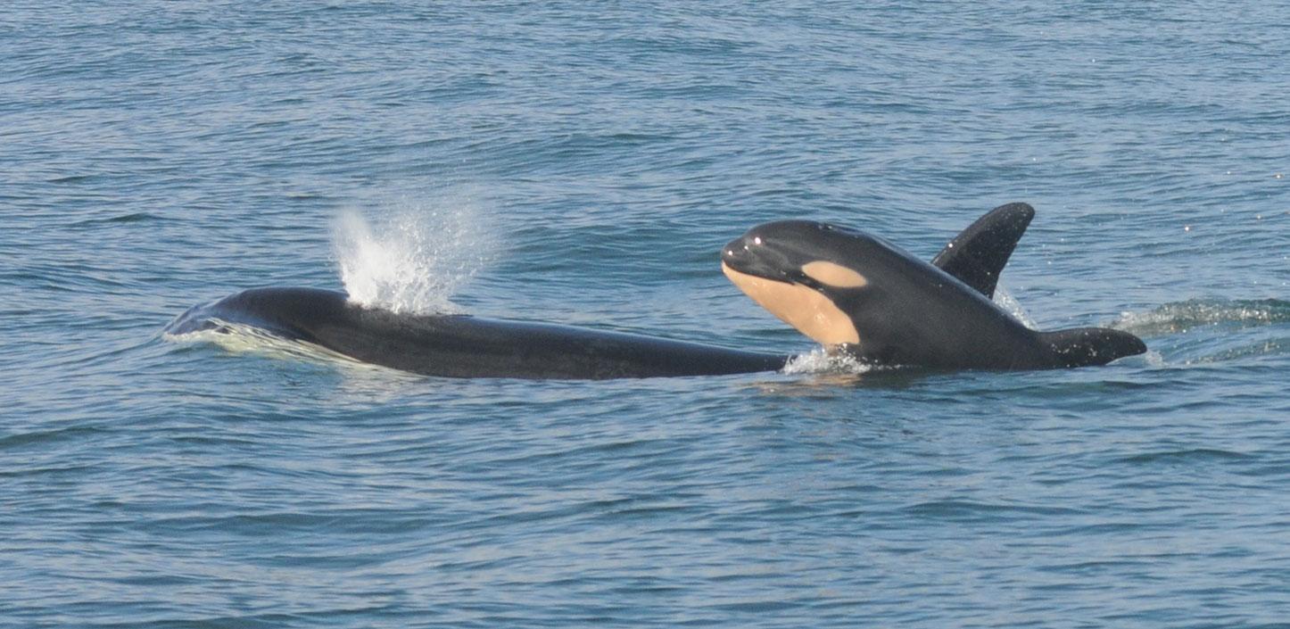 Southern resident killer whale and calf swimming