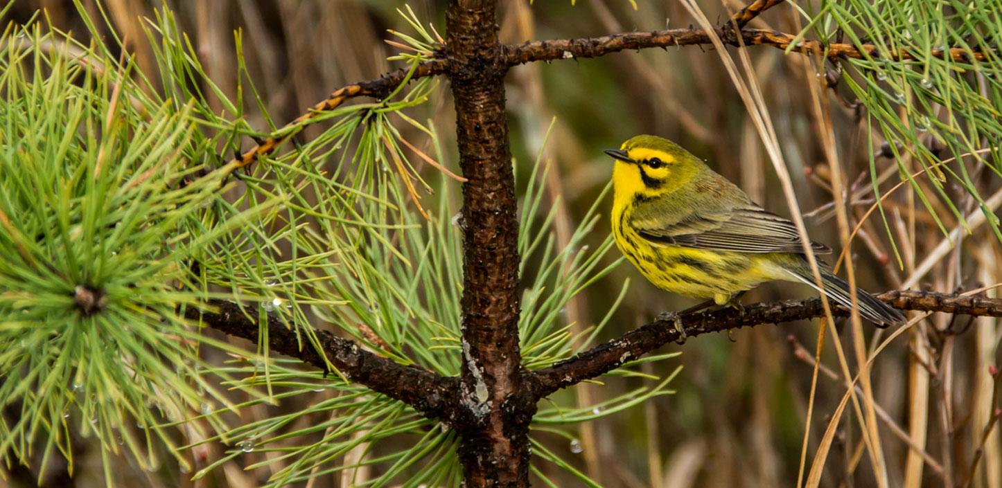 Prairie warbler on a tree branch