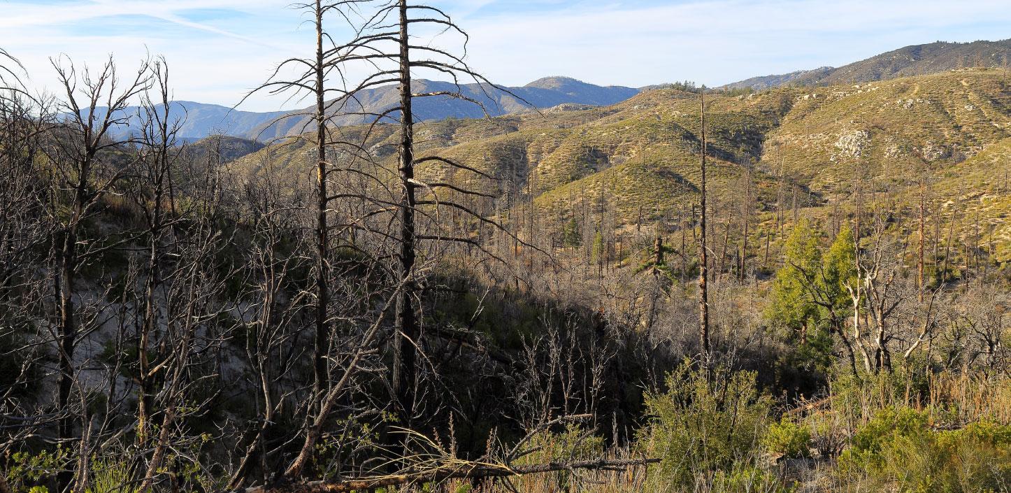 Post-fire landscape in Angeles National Forest