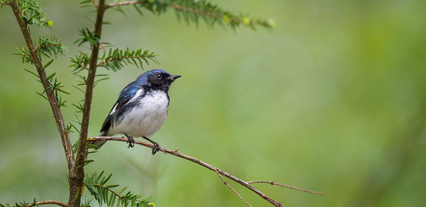 A black-throated blue warbler perched on a tree branch