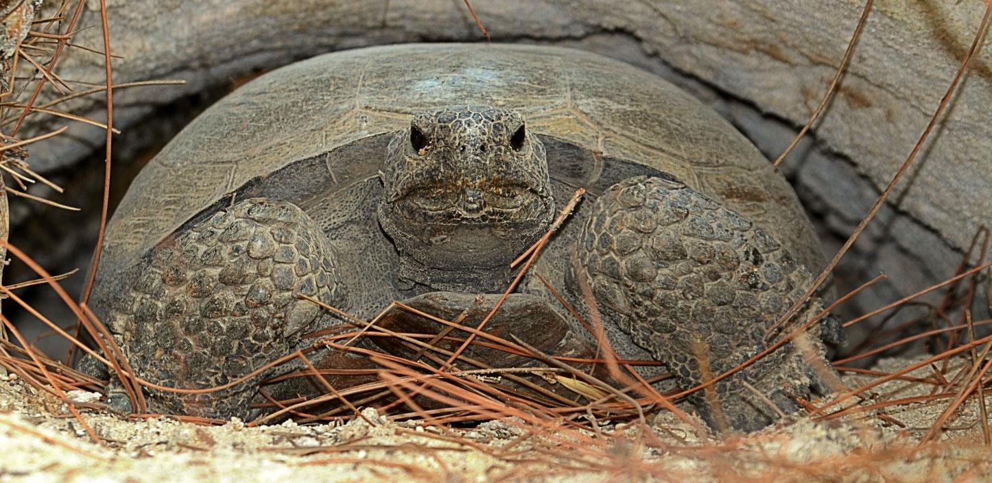 Gopher tortoise