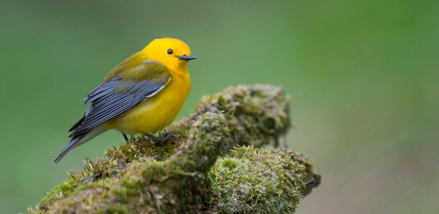 Prothonotary warbler