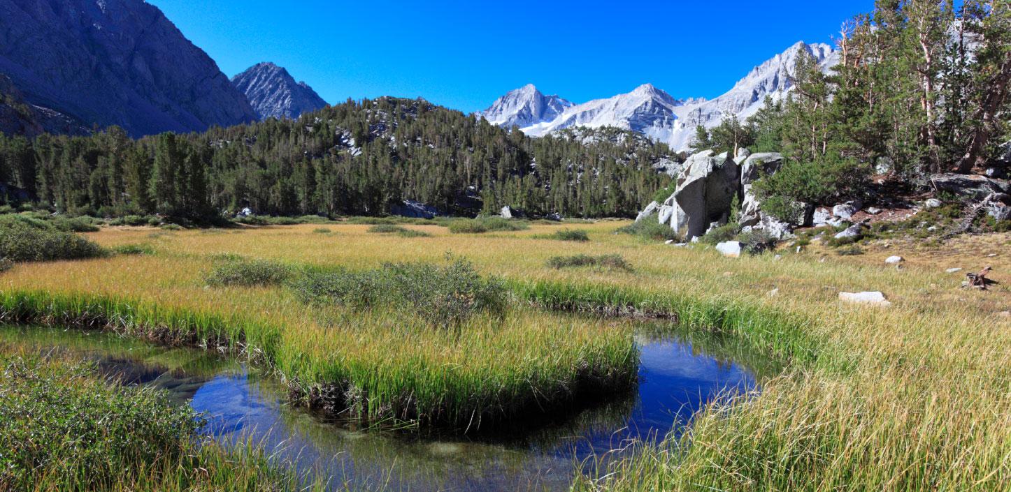 Wet meadow in the Sierra Nevada range