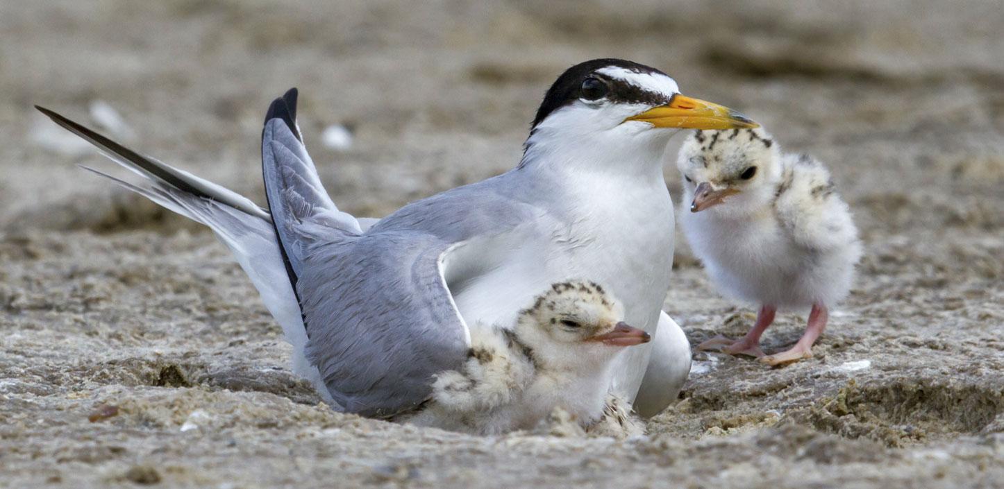 Least tern and chicks