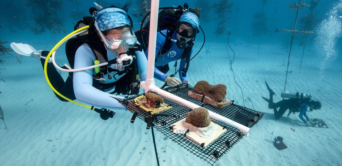 Divers installing coral fragments in a nursery