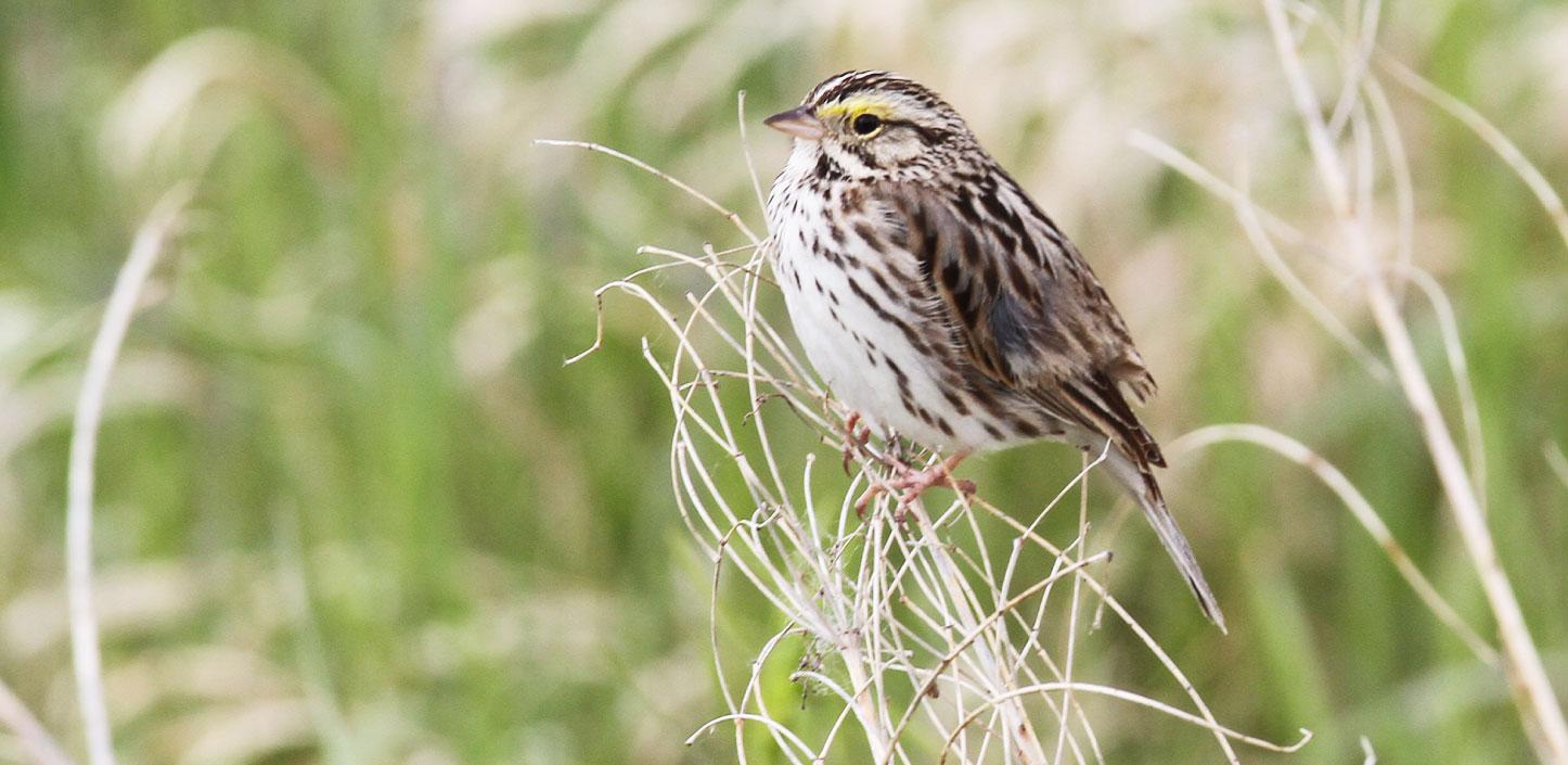 Baird's sparrow