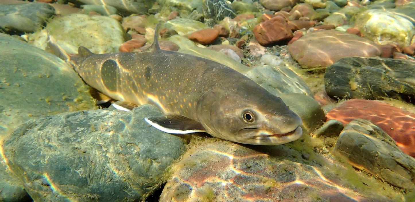 A bull trout swimming.