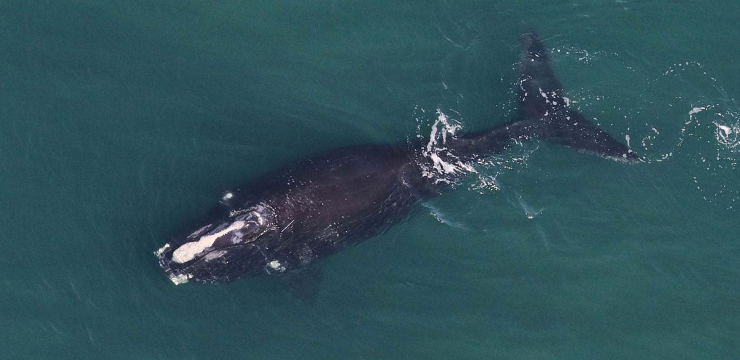 North Atlantic right whale