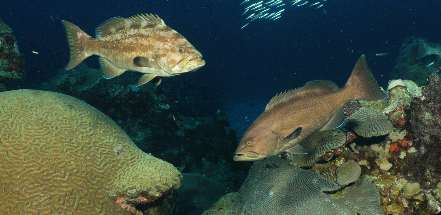 Yellowmouth grouper