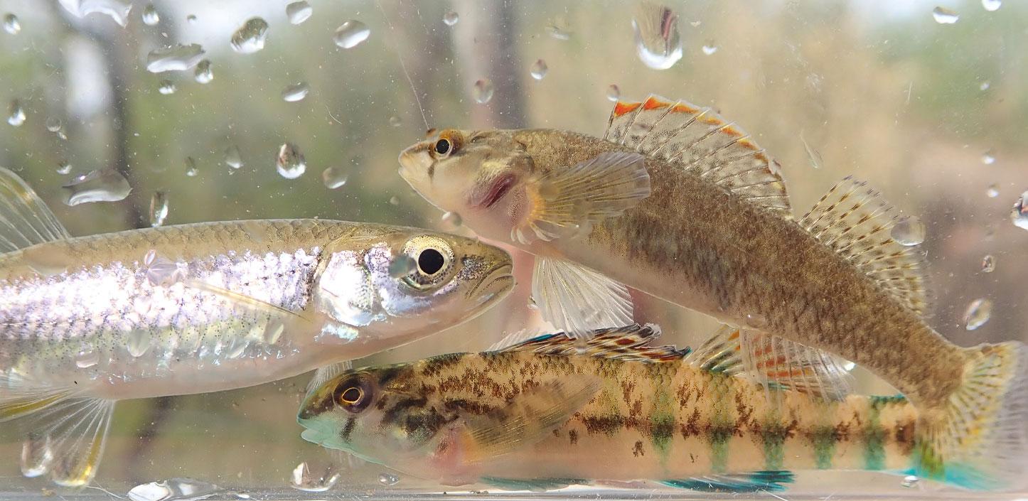 greenbreast darter, tricolor shiner and coosa darter