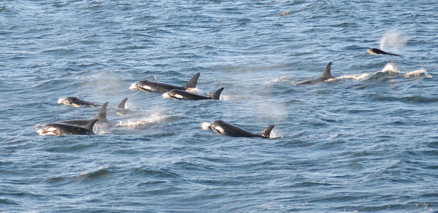 Southern Resident killer whales