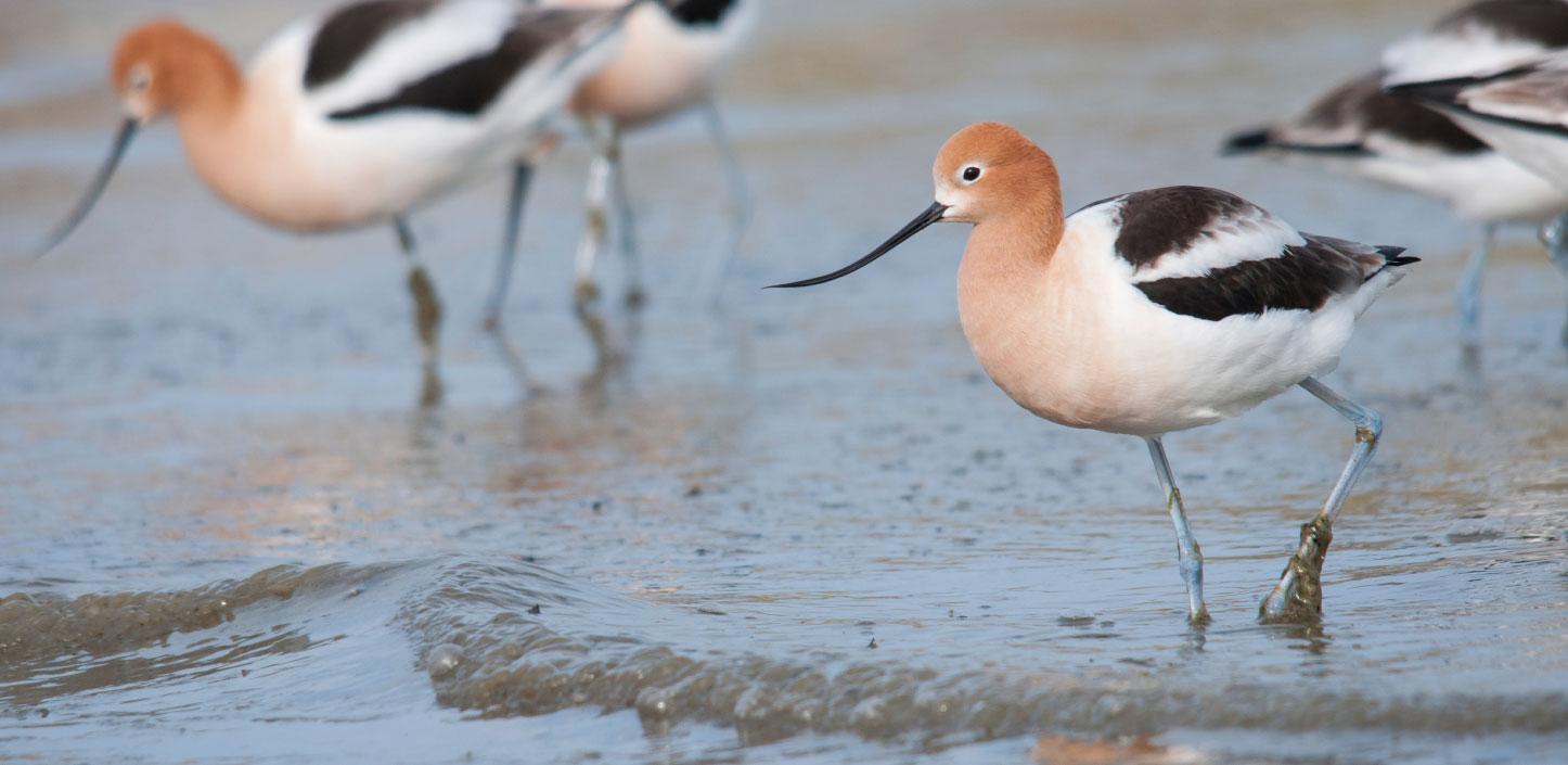 Avocets on the shore of Lake Michigan