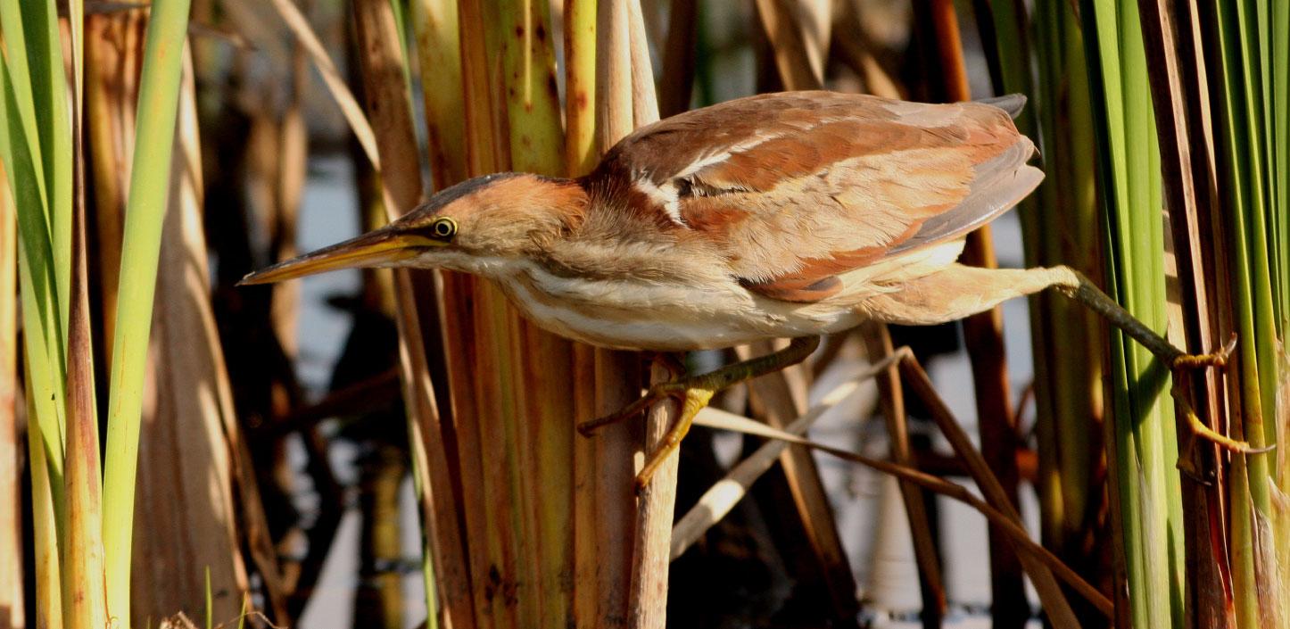 Least bittern