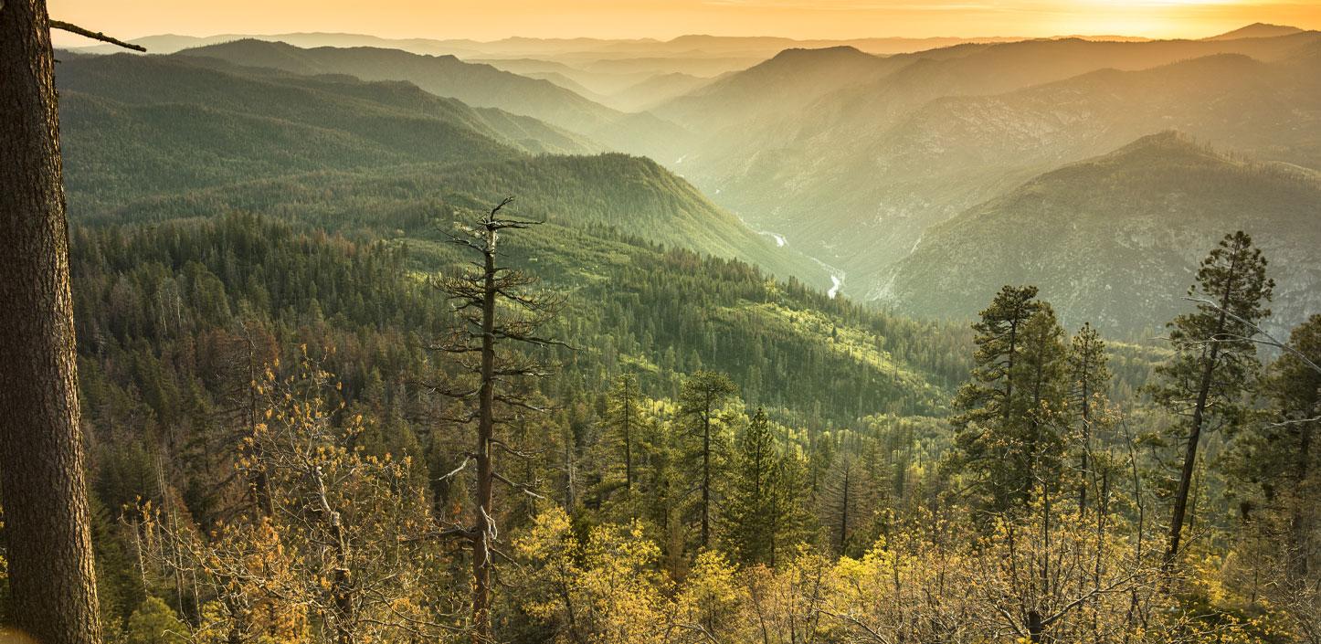 Stanislaus National Forest