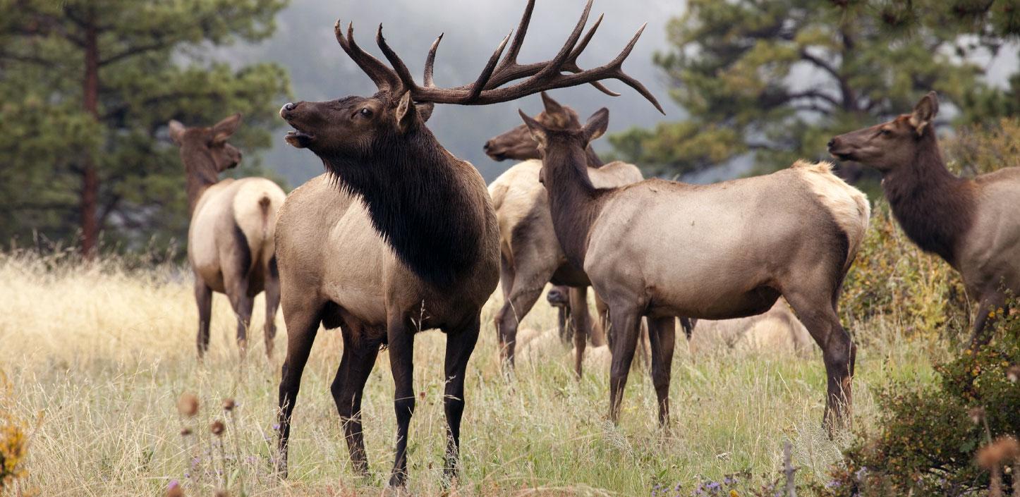 Elk