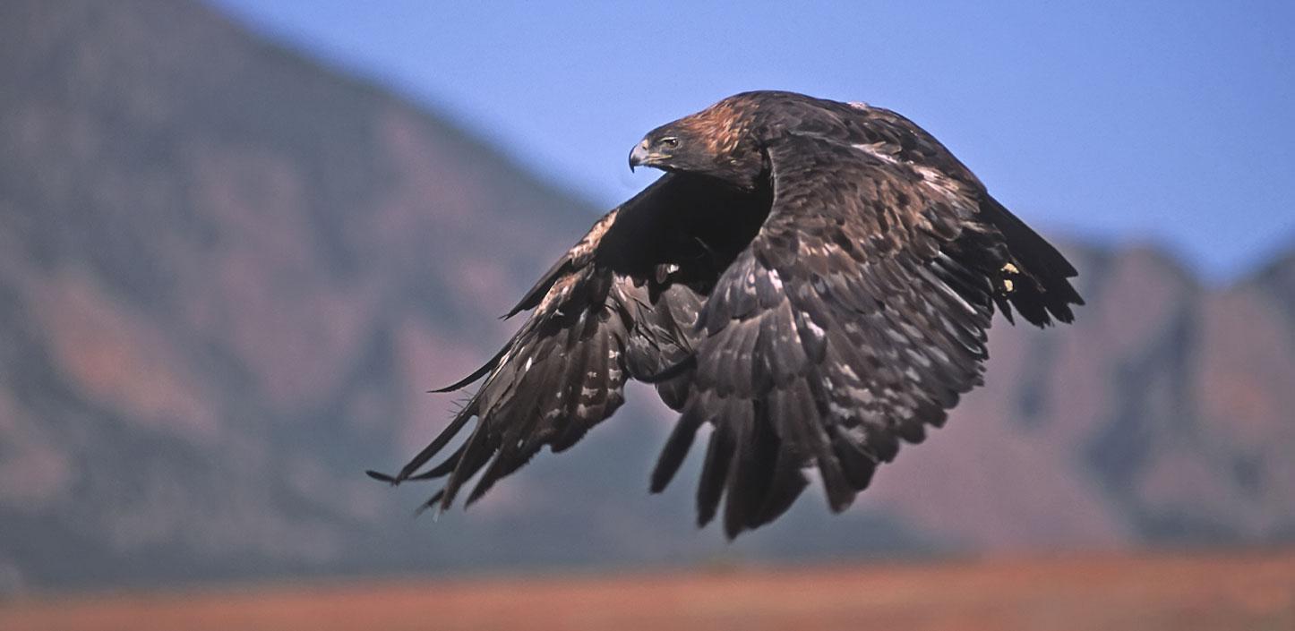 Golden eagle