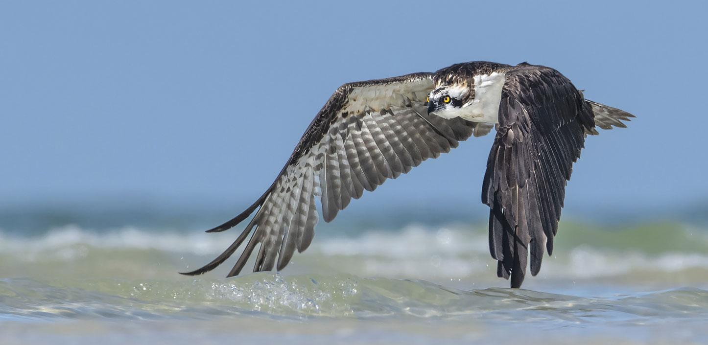 An osprey hunts along a beach in Florida.