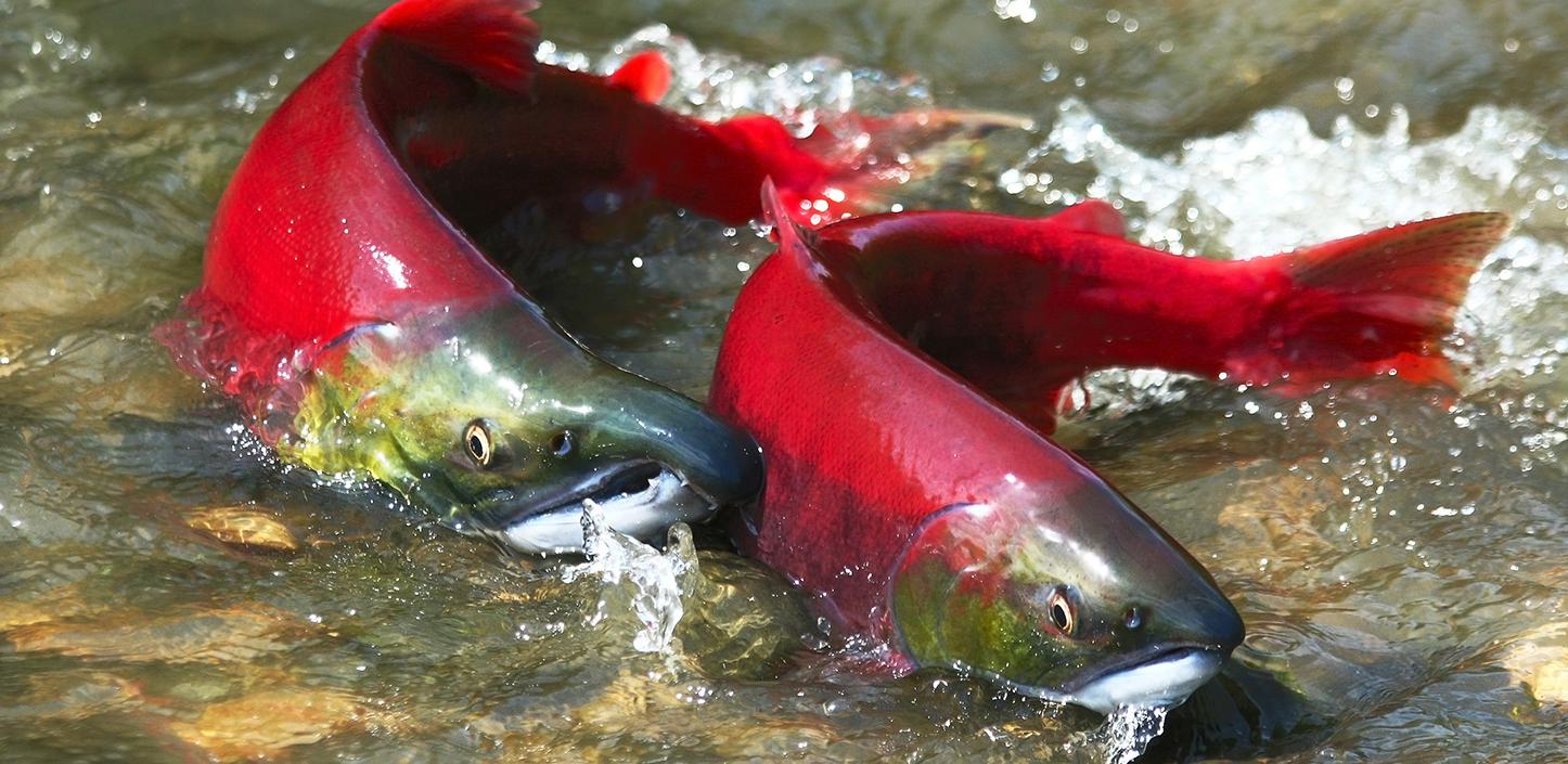 sockeye salmon