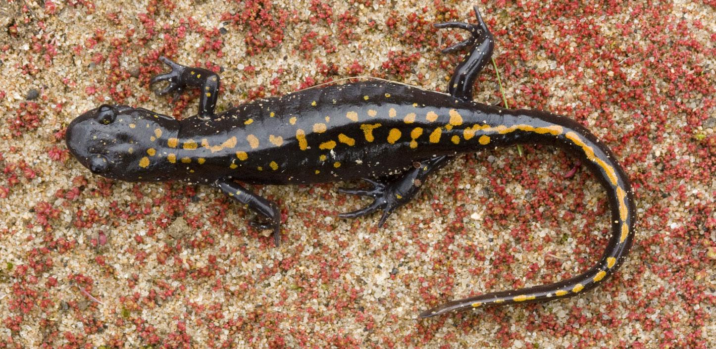 Santa Cruz long-toed salamander