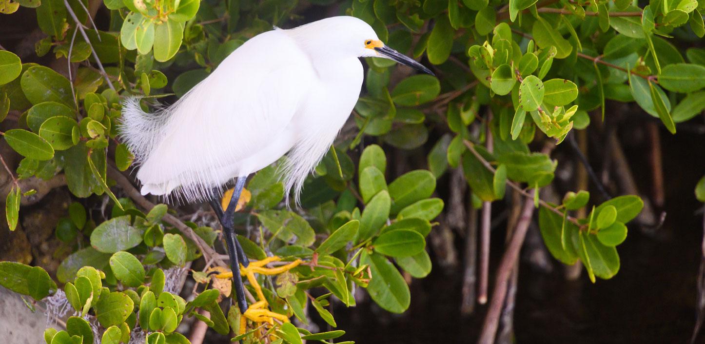 Snowy egret