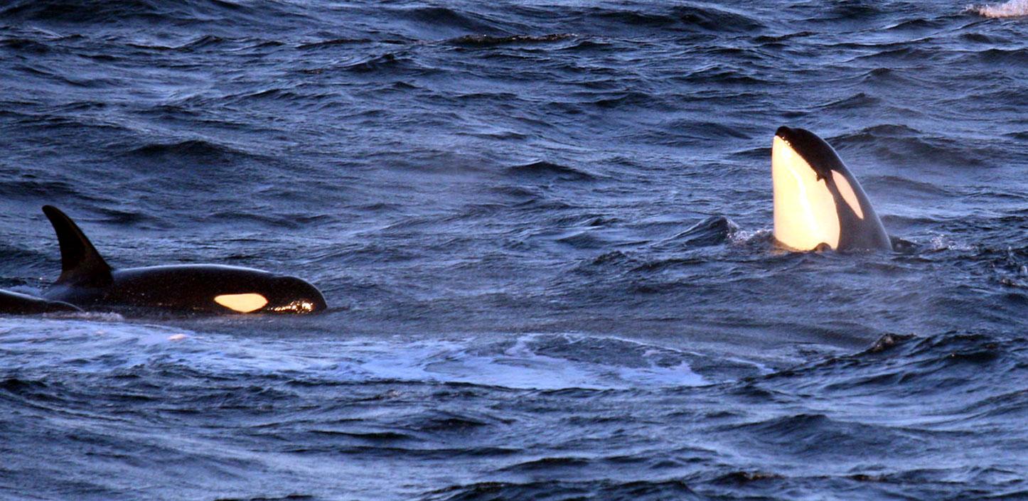 Two Southern Resident killer whales swimming in the Salish Sea