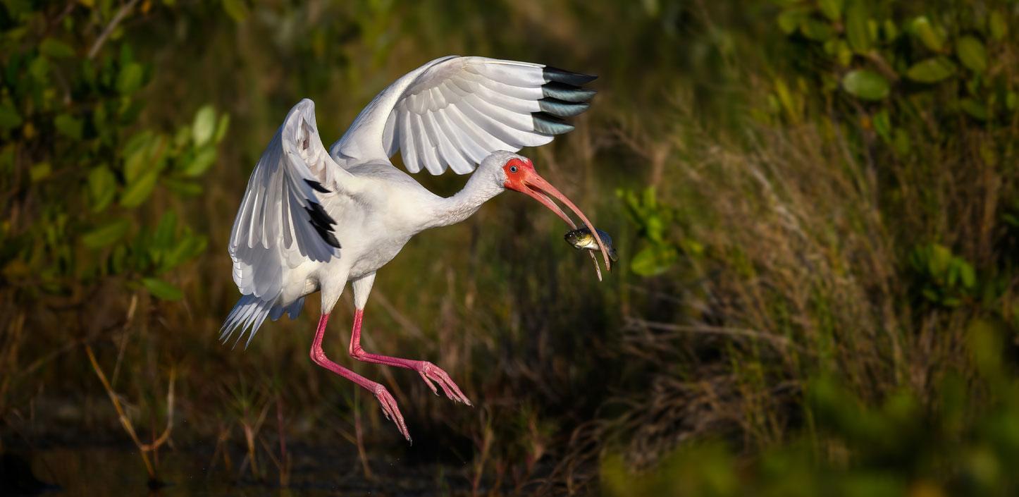 White ibis