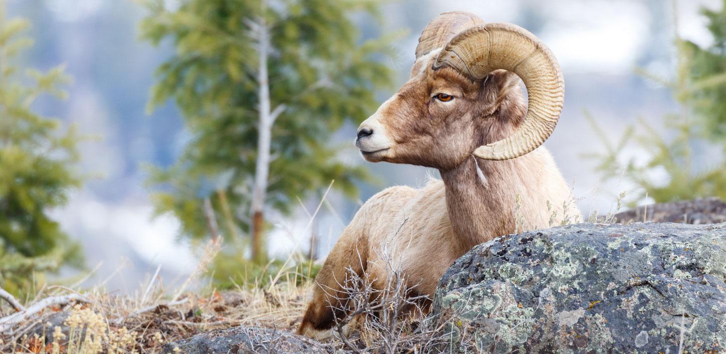 Bighorn sheep