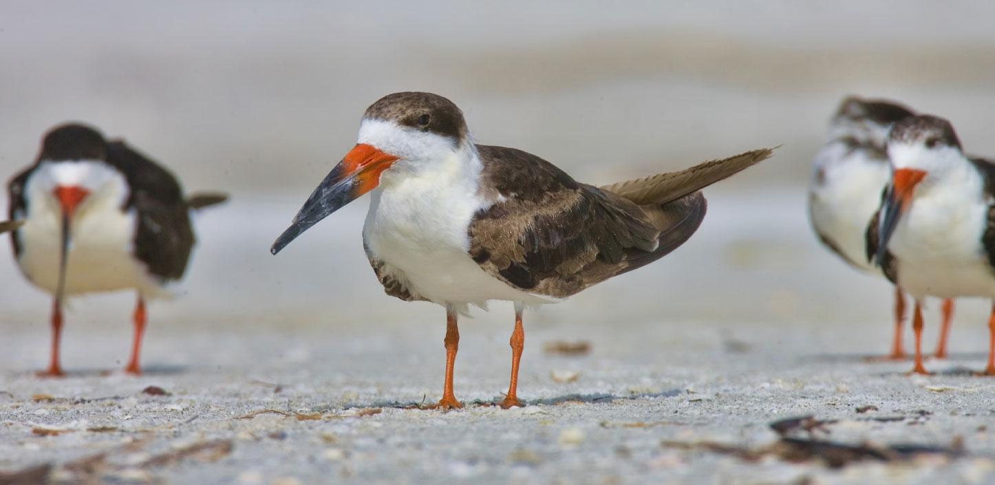 Black skimmers on the beach in Florida
