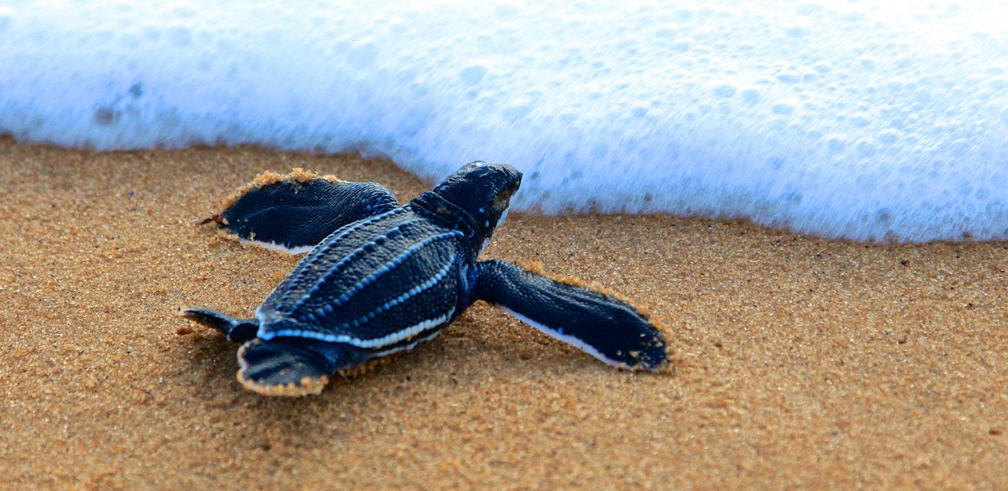 Leatherback sea turtle hatchling