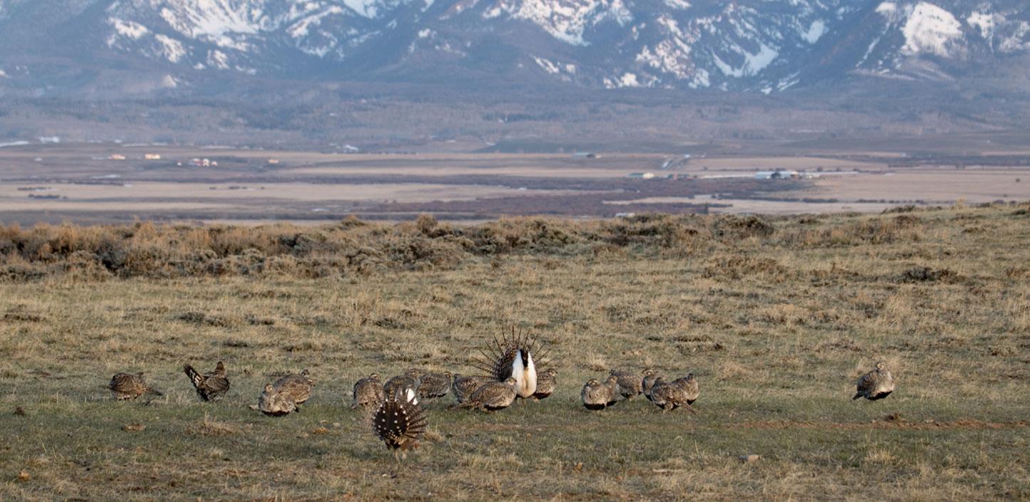 Sage-grouse on plain in Colorado