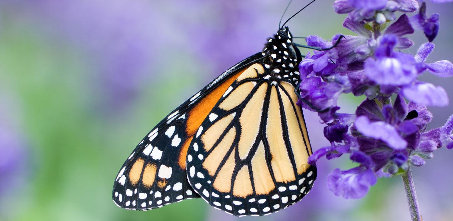 Monarch butterfly